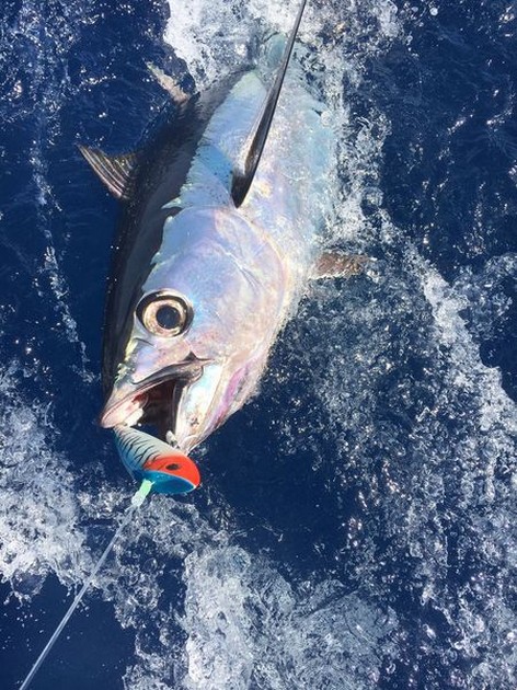 Tack till er alla - Cavalier & Blue Marlin Sport Fishing Gran Canaria