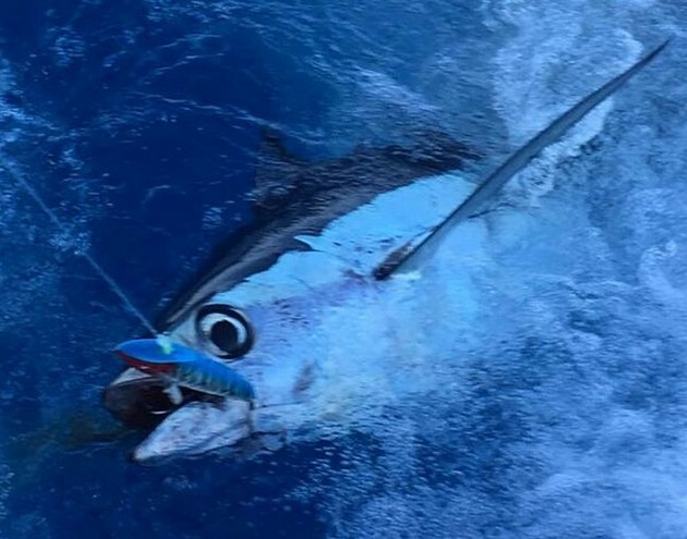 3/4 Albacores - Cavalier & Blue Marlin Sport Fishing Gran Canaria