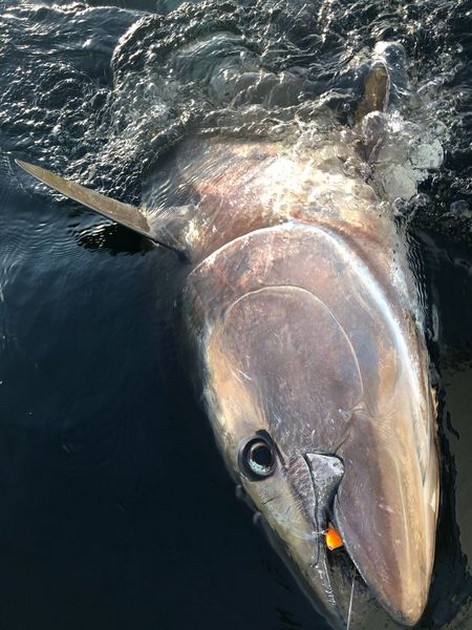 275 kg Blåfenad - Cavalier & Blue Marlin Sport Fishing Gran Canaria