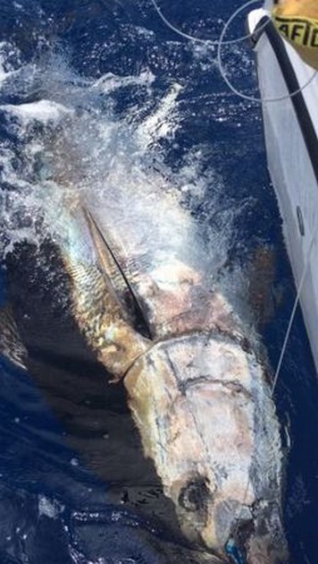 Blåfenad 320 kg - Cavalier & Blue Marlin Sport Fishing Gran Canaria