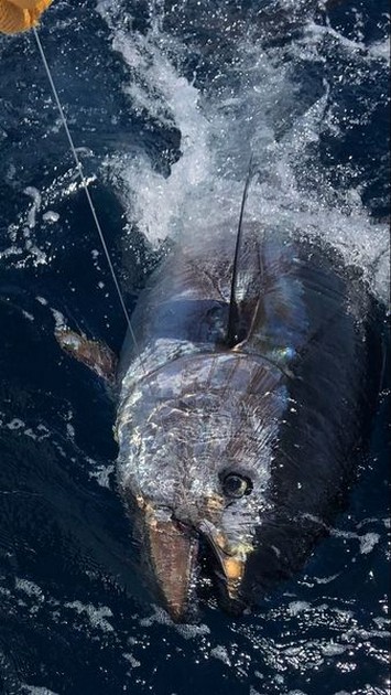 280 kg blåfenad tonfisk - Cavalier & Blue Marlin Sport Fishing Gran Canaria