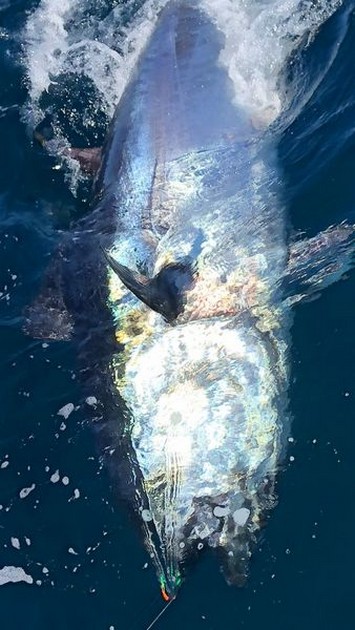 Blåfenad tonfisk - Cavalier & Blue Marlin Sport Fishing Gran Canaria