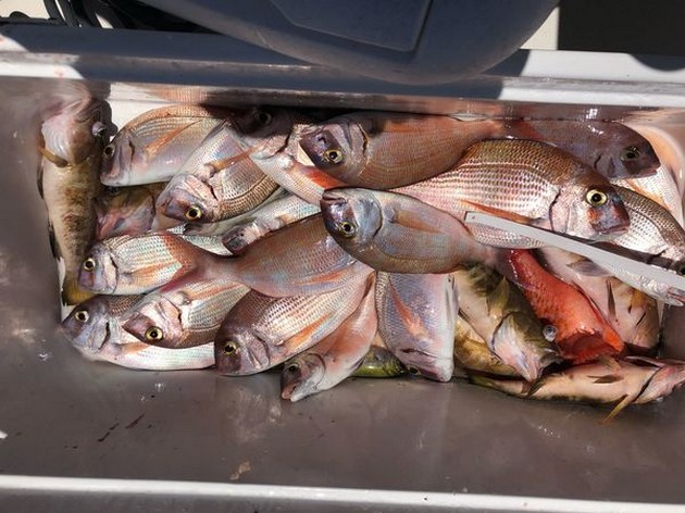 Röda snappers - Cavalier & Blue Marlin Sport Fishing Gran Canaria