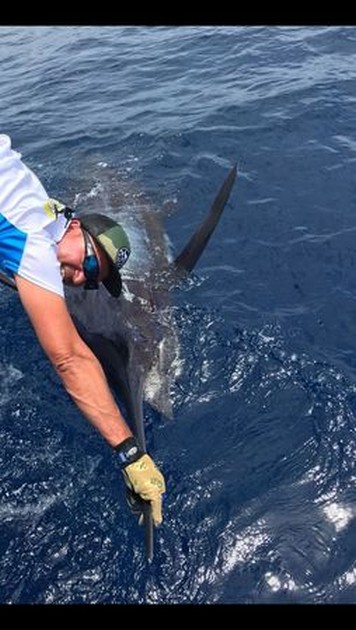 280 kg Blue Marlin - Cavalier & Blue Marlin Sport Fishing Gran Canaria