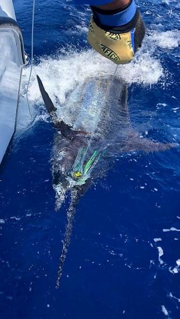 300 kg Blue Marlin - Cavalier & Blue Marlin Sport Fishing Gran Canaria