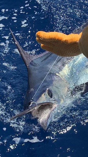 300 kg Blue Marlin - Cavalier & Blue Marlin Sport Fishing Gran Canaria