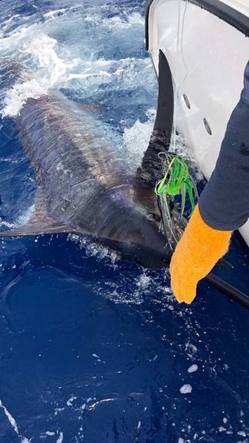 Tournement Mogan - Cavalier & Blue Marlin Sport Fishing Gran Canaria