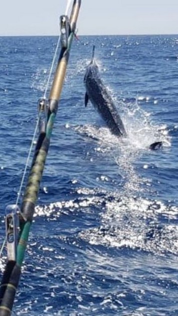 800 kg Blue Marlin - Cavalier & Blue Marlin Sport Fishing Gran Canaria