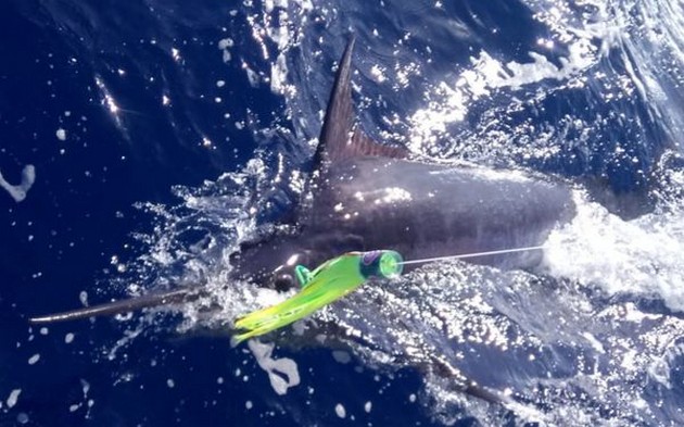 250 kg Blue Marlin - Cavalier & Blue Marlin Sport Fishing Gran Canaria