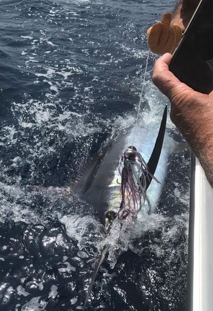 Måttliga fångster - Cavalier & Blue Marlin Sport Fishing Gran Canaria