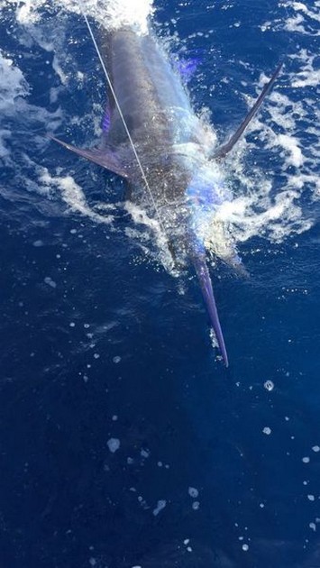 280 kg Blue Marlin - Cavalier & Blue Marlin Sport Fishing Gran Canaria