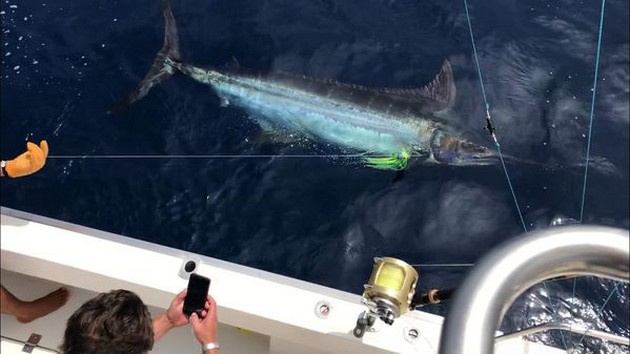 250 & 350 kg Marlin - Cavalier & Blue Marlin Sport Fishing Gran Canaria