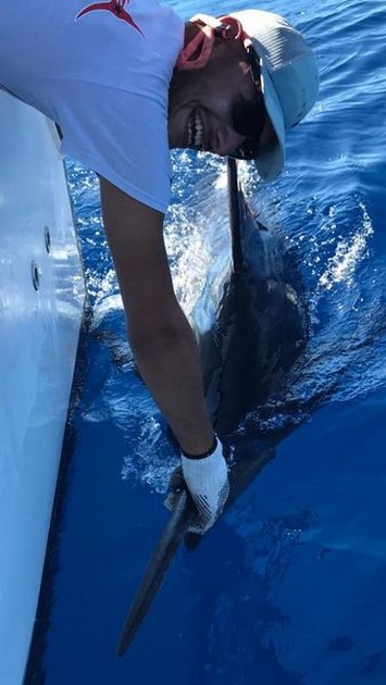 700 kg blå Marlin - Cavalier & Blue Marlin Sport Fishing Gran Canaria