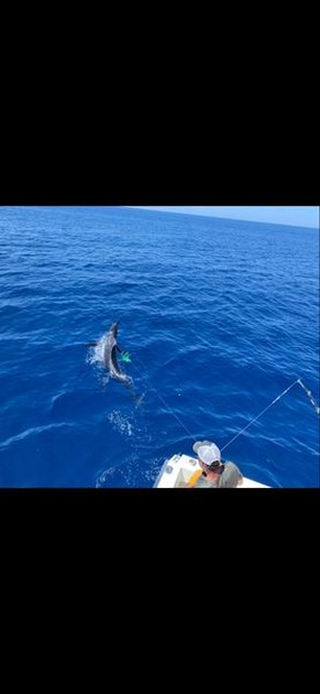 Hooked up Cavalier & Blue Marlin Sport Fishing Gran Canaria