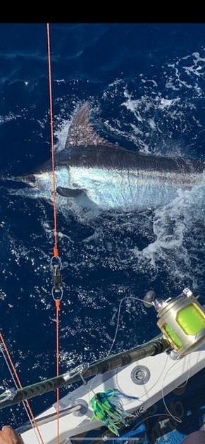 600 kg Blue Marlin - Cavalier & Blue Marlin Sport Fishing Gran Canaria