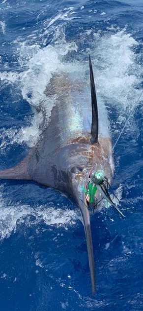 3 Blue Marlin - Cavalier & Blue Marlin Sport Fishing Gran Canaria