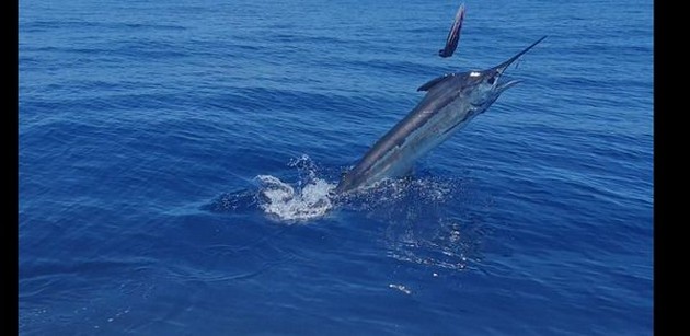 Spännande! - Cavalier & Blue Marlin Sport Fishing Gran Canaria