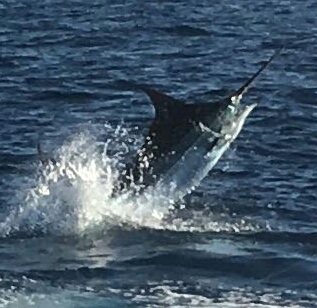 Blue Marlin - Cavalier & Blue Marlin Sport Fishing Gran Canaria