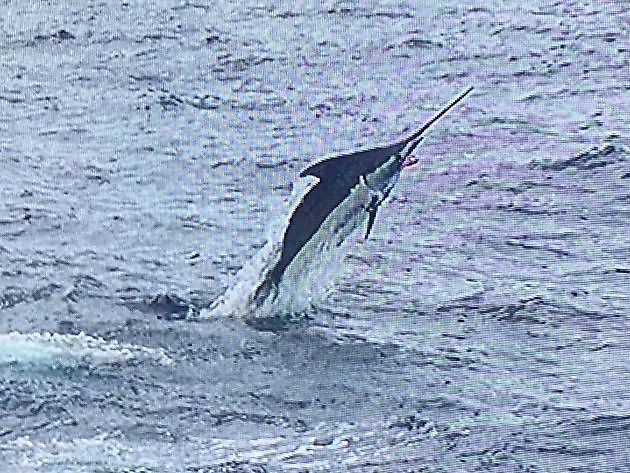 Till sist! - Cavalier & Blue Marlin Sport Fishing Gran Canaria