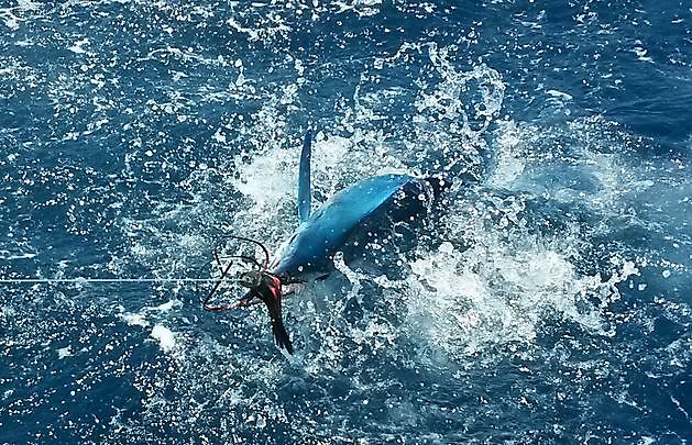 Tyst - Cavalier & Blue Marlin Sport Fishing Gran Canaria