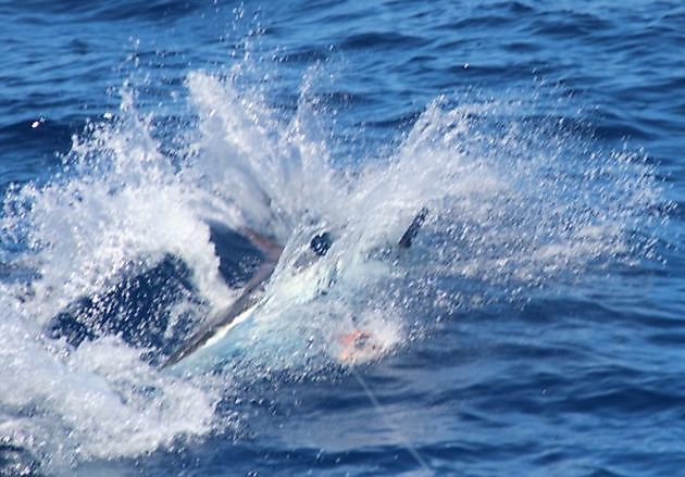 White Marlin - Cavalier & Blue Marlin Sport Fishing Gran Canaria