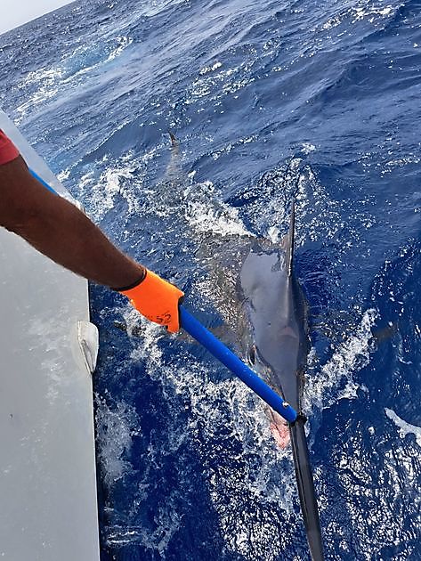 29/6 - 440lbs Blue Marlin - Cavalier & Blue Marlin Sport Fishing Gran ...