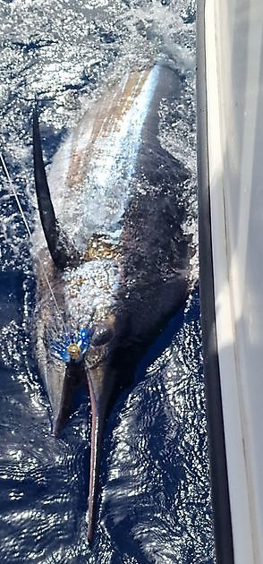 Blue Marlin 3 released 280 kg marlin - Cavalier & Blue Marlin Sport ...