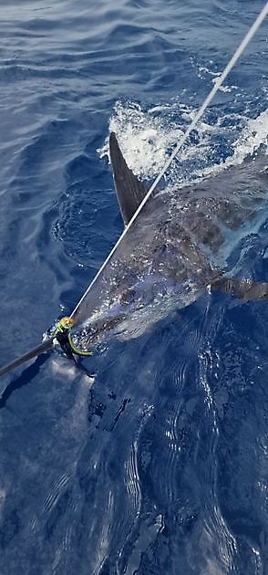 Blue Marlin 3 released 280 kg marlin - Cavalier & Blue Marlin Sport ...