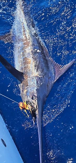 27/05 - BLAUWE MARLIJN 150 kg!!! Cavalier & Blue Marlin Sport Fishing Gran Canaria