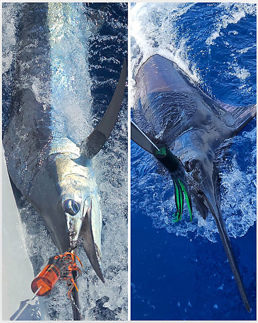 27/06 - DOPPIO COLPO!!!! - Cavalier & Blue Marlin Sport Fishing Gran Canaria