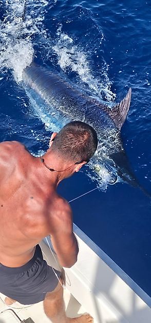 16/07 - BLAUWE MARLIJN 300KG!!!! - Cavalier & Blue Marlin Sport Fishing Gran Canaria