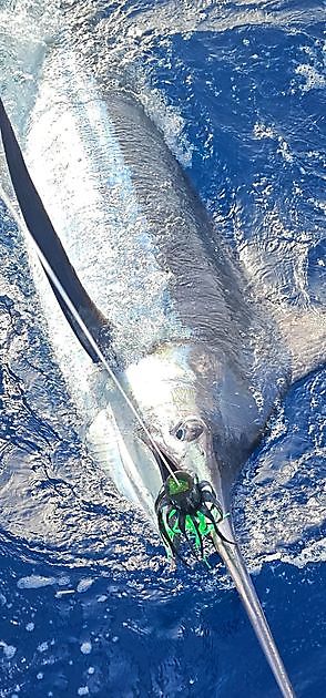 17/07 - WE GAAN DOOR!! - Cavalier & Blue Marlin Sport Fishing Gran Canaria