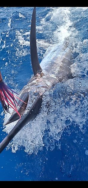 20/07 - YEAH!!!! - Cavalier & Blue Marlin Sport Fishing Gran Canaria