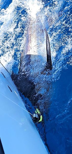 22/07 - BLAUWE MARLIJN 180KG!!! - Cavalier & Blue Marlin Sport Fishing Gran Canaria