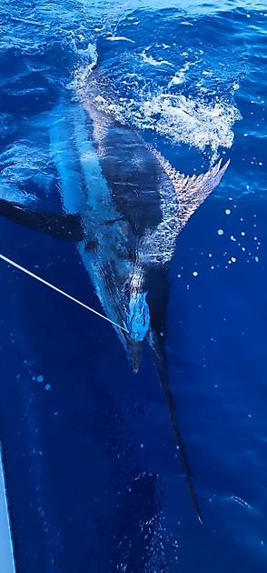 16/08 - BLÅ MARLIN 300KG! Cavalier & Blue Marlin Sport Fishing Gran Canaria