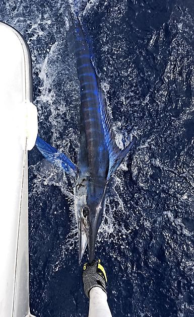 20/08 - WITTE MARLIJN!! - Cavalier & Blue Marlin Sport Fishing Gran Canaria