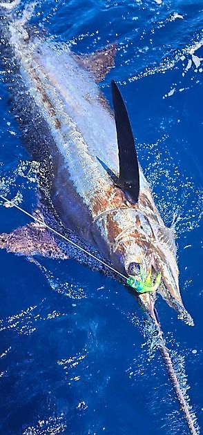 24/08 - MARLIN AZUL 200KG!! - Cavalier & Blue Marlin Sport Fishing Gran Canaria