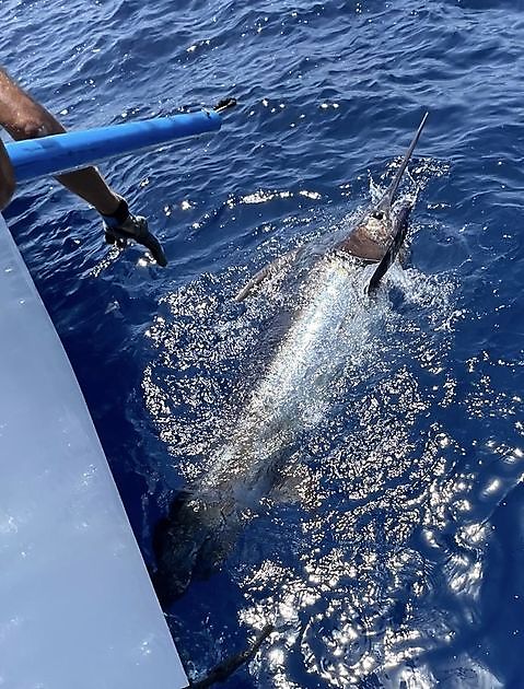 28/08 - HOOK UP!!! - Cavalier & Blue Marlin Sport Fishing Gran Canaria