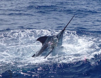 21/06 Blue Marlin - Blue Marlin caught and released by Dai Perkins Cavalier & Blue Marlin Sport Fishing Gran Canaria