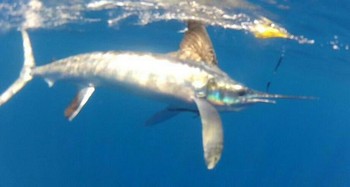 White Marlin lanzado por Anita Miller de Inglaterra Cavalier & Blue Marlin Sport Fishing Gran Canaria