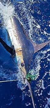 12/05 - BLÅ MARLIN 150kg!! Cavalier & Blue Marlin Sport Fishing Gran Canaria