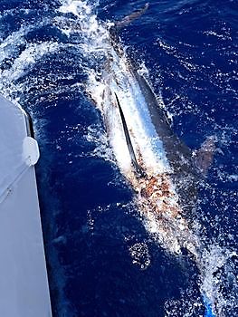 15/05 Cavalier & Blue Marlin Sport Fishing Gran Canaria