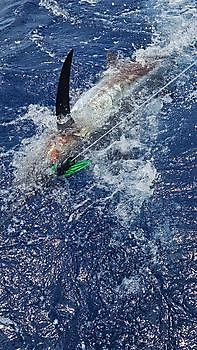 18/05 Cavalier & Blue Marlin Sport Fishing Gran Canaria