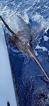 19/05 - ENCORE UN MARLIN BLEU & WAHOO !!! Cavalier & Blue Marlin Sport Fishing Gran Canaria