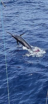 19/05 Cavalier & Blue Marlin Sport Fishing Gran Canaria