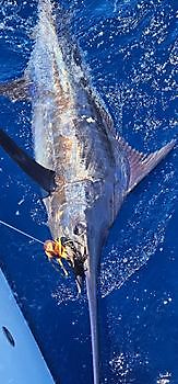 27/05 Cavalier & Blue Marlin Sport Fishing Gran Canaria