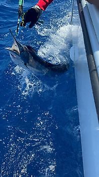 14/06 Cavalier & Blue Marlin Sport Fishing Gran Canaria