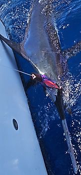 22/06 Cavalier & Blue Marlin Sport Fishing Gran Canaria