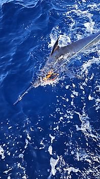 24/06 Cavalier & Blue Marlin Sport Fishing Gran Canaria