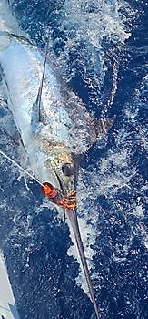 27/06 Cavalier & Blue Marlin Sport Fishing Gran Canaria